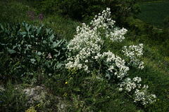 Crambe pinnatifida