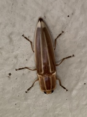 Semiotus ligneus