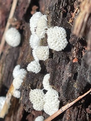 Ceratiomyxa