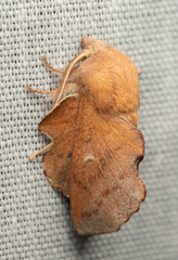 Phyllodesma