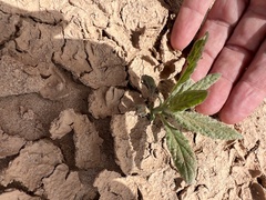 Heliotropium ramosissimum