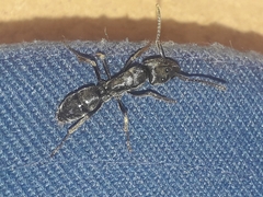 Paltothyreus tarsatus