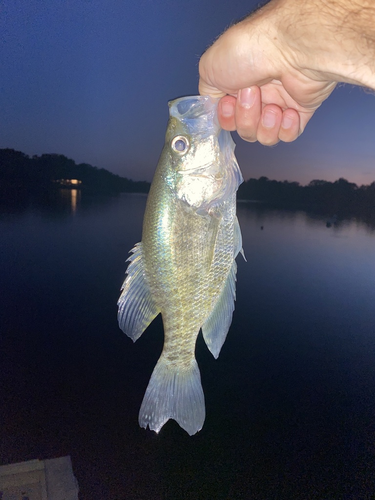 White Crappie from New Terrell City Lake, Terrell, TX, US on September ...