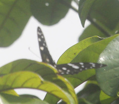 Graphium leonidas