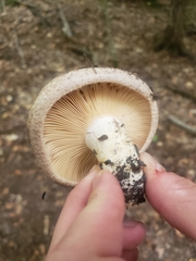 Lactarius pubescens
