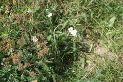 Achillea millefolium