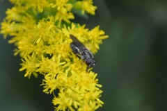 Eumerus