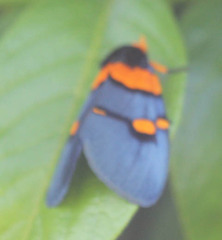 Egybolis vaillantina