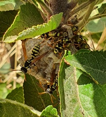 Polistes mongolicus