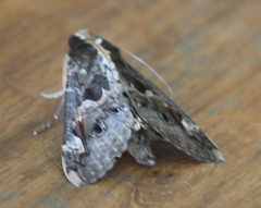 Sphingomorpha chlorea