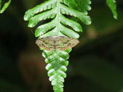Thyrididae