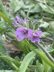 Erodium moschatum