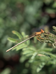 Platycnemis dealbata