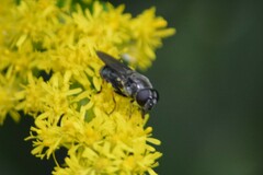 Eumerus