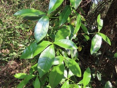Peddiea africana