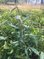 Pterocaulon pycnostachyum