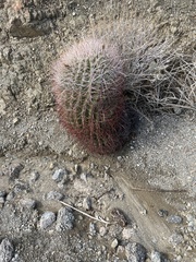 Ferocactus cylindraceus