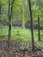 Microstegium vimineum