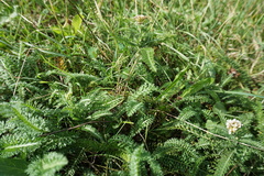 Achillea millefolium
