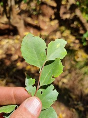 Maytenus undata