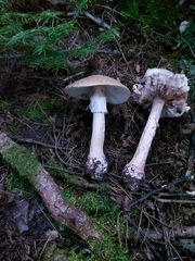 Amanita abrupta
