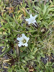 Gentiana newberryi