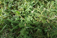 Achillea millefolium