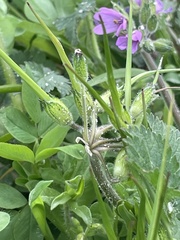 Erodium moschatum