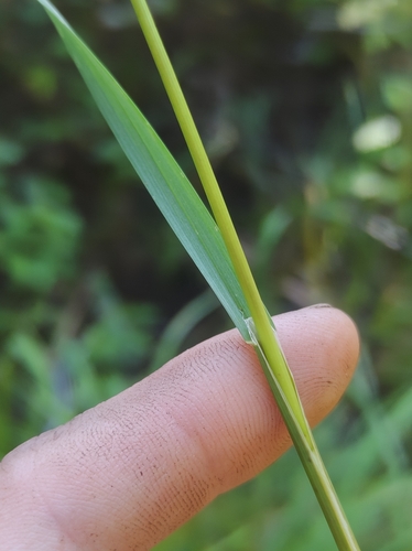 Image of Boreal Manna Grass (Glyceria borealis) by no rights reserved