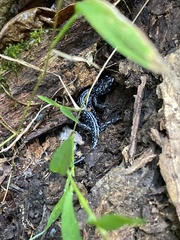 Plethodon glutinosus