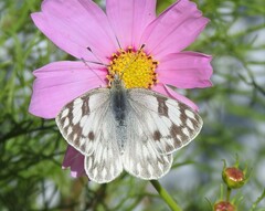 Pontia occidentalis