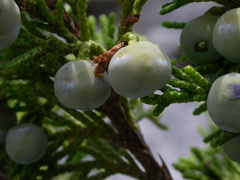 Juniperus sabina