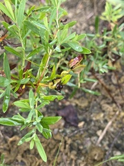Hypericum dolabriforme
