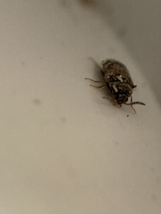 Chrysomeloidea