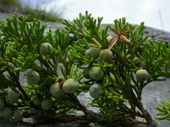 Juniperus sabina