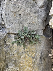 Myriopteris gracilis