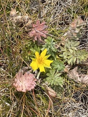 Potentilla breweri