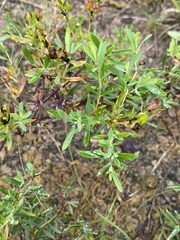 Hypericum dolabriforme