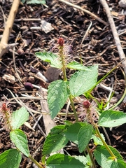 Acalypha phleoides