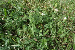 Achillea millefolium