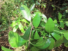 Peddiea africana
