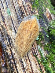 Megalopygidae