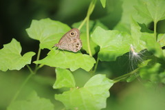 Ypthima baldus