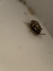 Chrysomeloidea