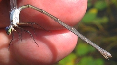 Lestes vigilax