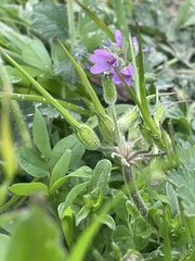 Erodium moschatum