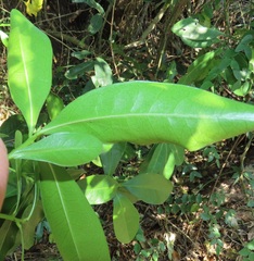Peddiea africana