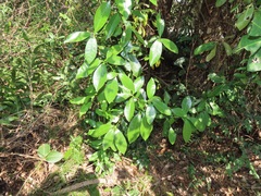 Peddiea africana