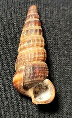 Cerithideopsis californica