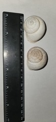 Levantina spiriplana